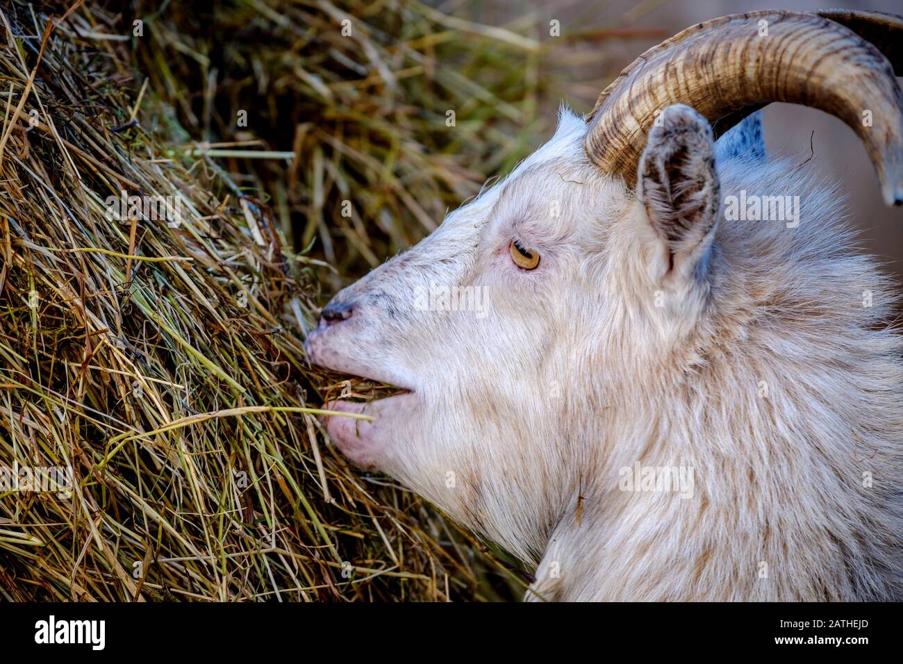 Portrait d'une chèvre pygmée adulte mangeant du foin en hiver. Banque D'Images