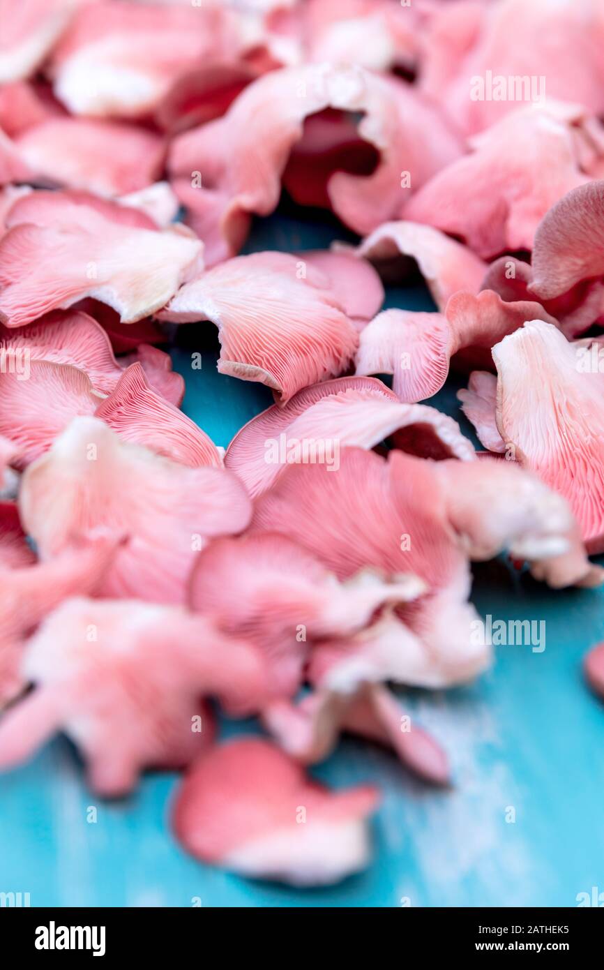Champignons gastronomiques parfaits pour le dîner, champignons d'huître rose sur une table en bois bleu, Pleurotus djamor Banque D'Images
