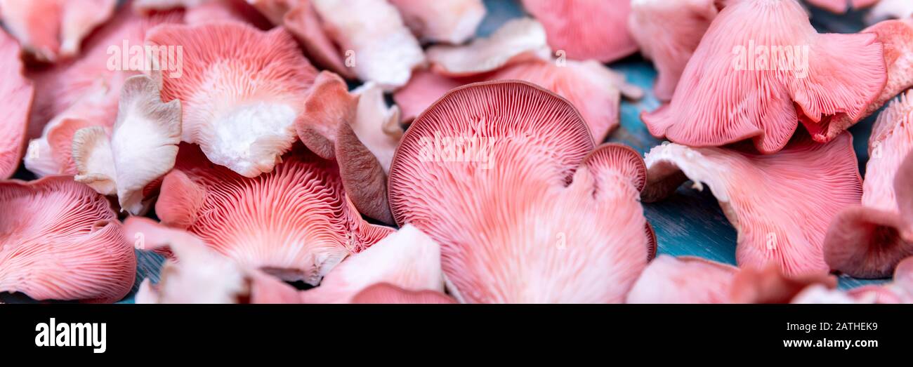 Pleurotus djamor champignons gastronomiques, huître rose champignons fond, panorama Banque D'Images