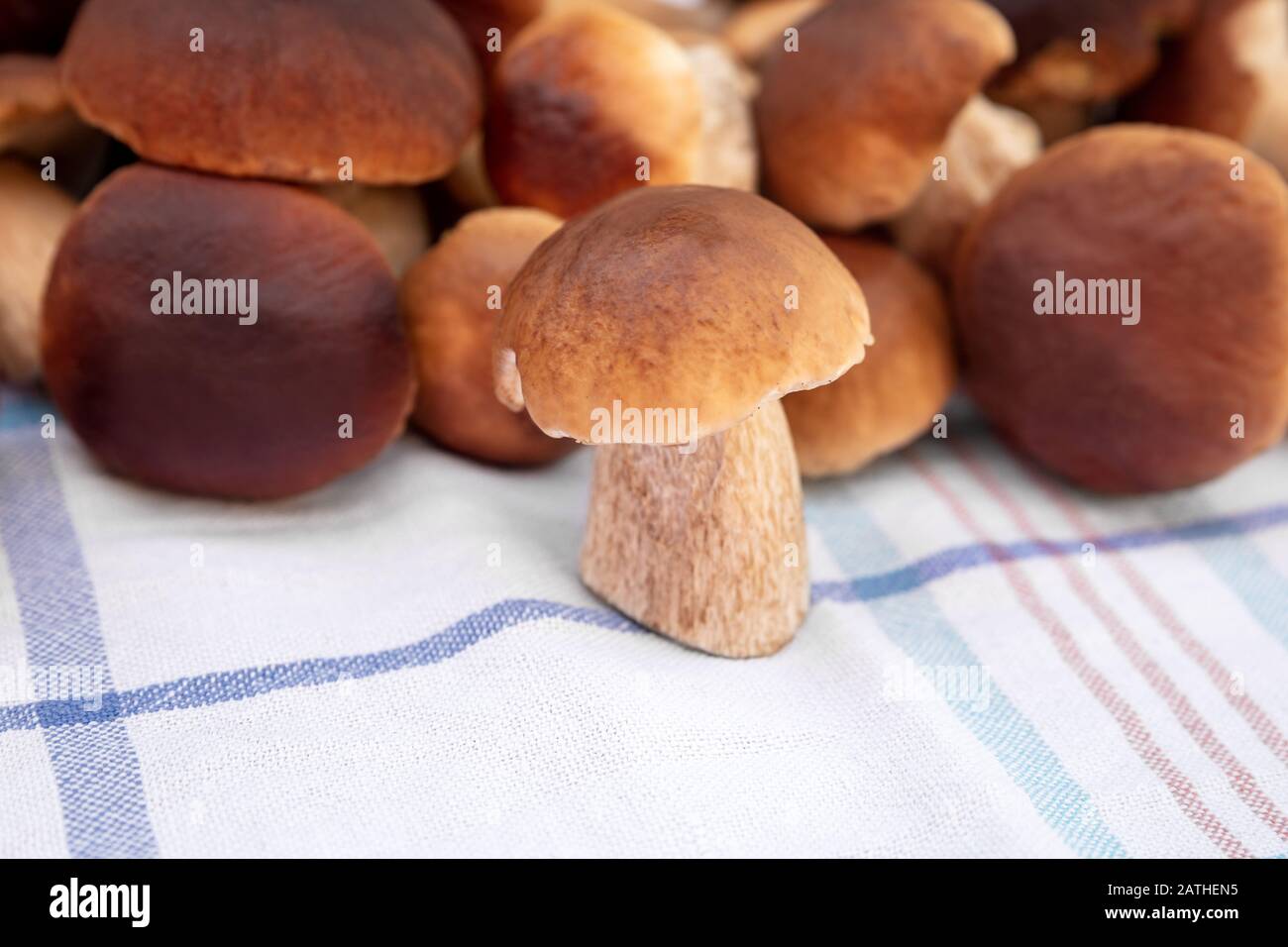 parfaitement frais et cru boletus edulis sur la serviette de cuisine, champignons gourmets porcino Banque D'Images