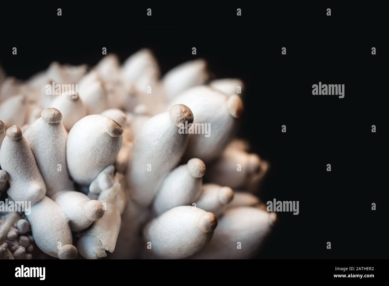 Gros plan de champignons de l'huître de croissance devant le fond noir, la sylviculture, le copyspace Banque D'Images