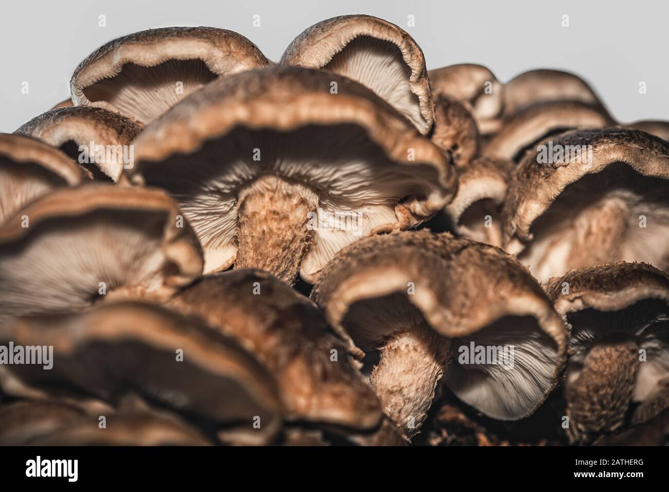 beaucoup de champignons shiitake frais et crus grandissent, détails du tir à faible angle Banque D'Images