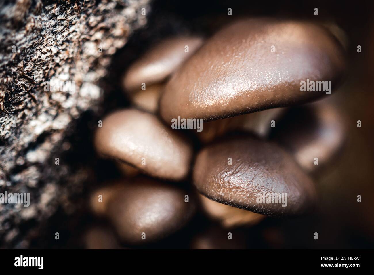 Gros plan de champignons d'huître frais ou pleurotus ostreatus, croissant sur le hêtre Banque D'Images