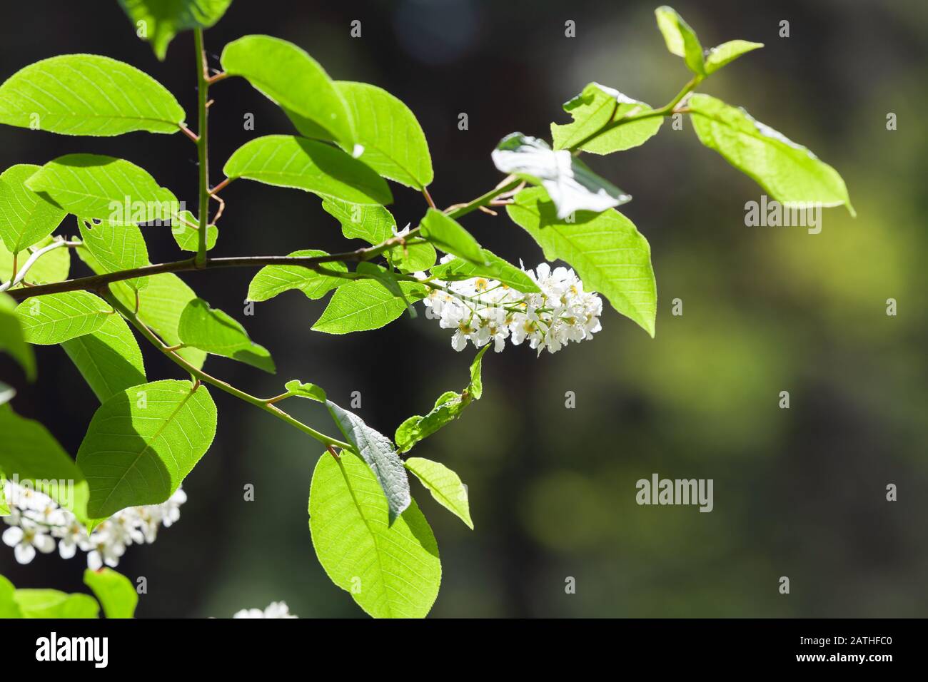 Cerisier d'oiseau en fleurs. Prunus palus, connu sous le nom de hackberry, hagberry ou Mayday Tree, est une plante à fleurs dans la famille des roses Rosaceae Banque D'Images