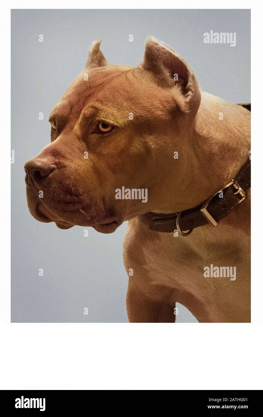 Une fois À Hollywood année : 2019 USA / Royaume-Uni / Chine Directeur : Quentin Tarantino Brandy. Promotion Banque D'Images