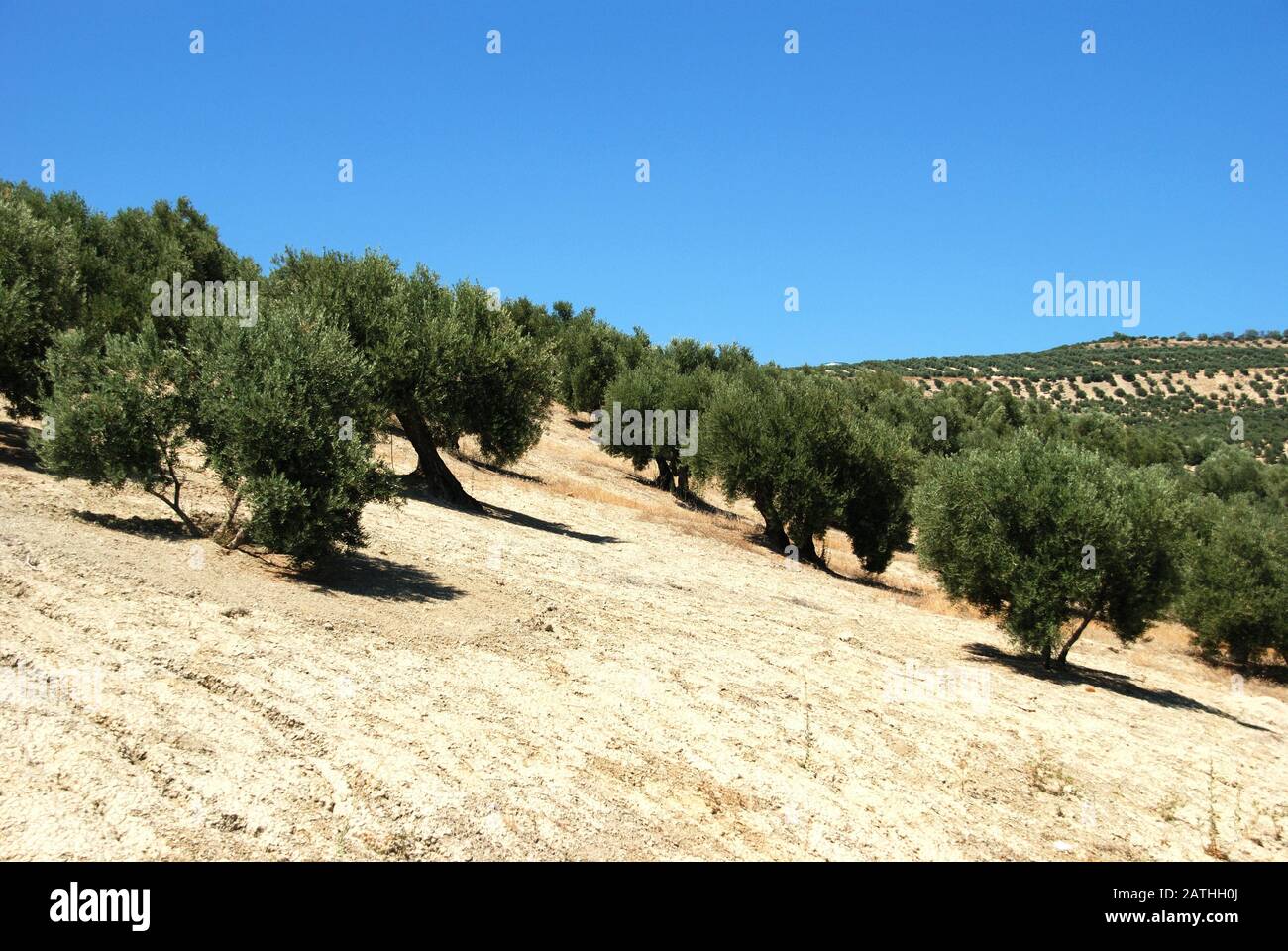 Vue sur les oliveraies dans les montagnes, Ubeda, Andalousie, Espagne. Banque D'Images