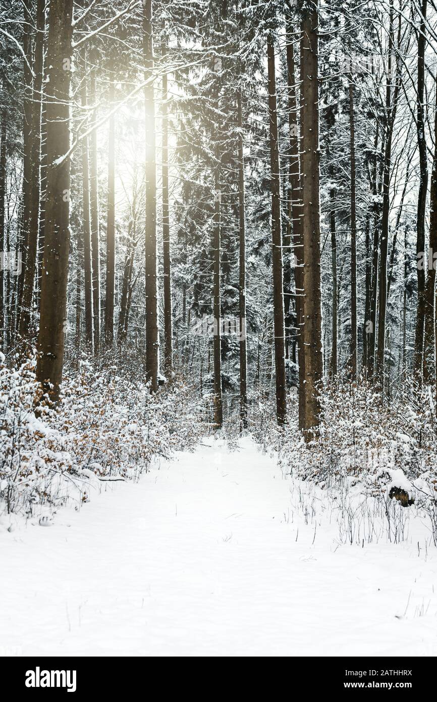 Forêt noire en hiver, sentier avec neige et arbres de conifères avec soleil, arrière-plan Banque D'Images