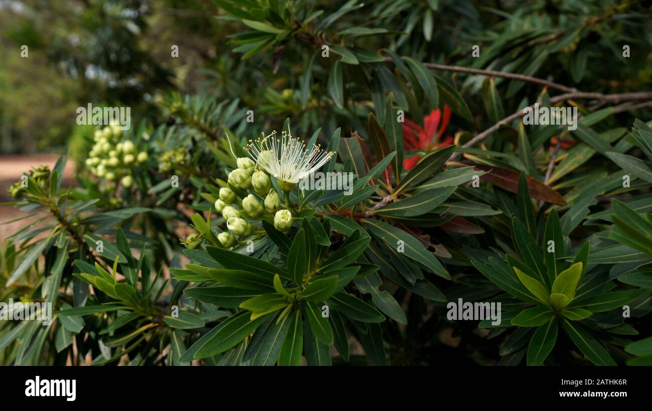 Xanthostemon verticillatus est une espèce d'arbres de la famille des plantes Myrtaceae endémiques aux forêts tropicales humides du nord-est du Queensland. Banque D'Images