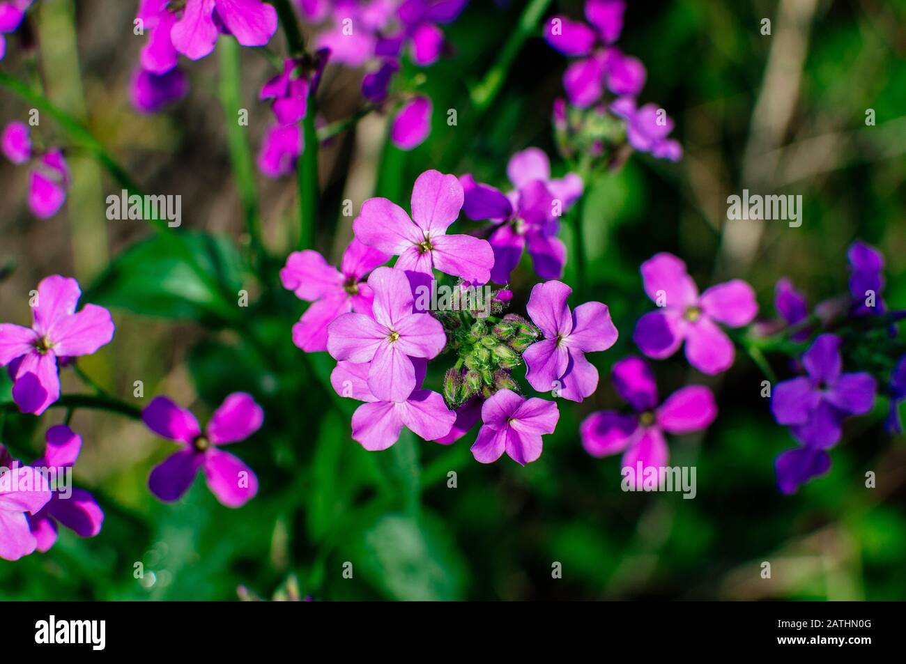 Viola odorata. Le parfum est parfumé. Fleurs violettes de la forêt fleurit  au printemps. La première fleur de printemps, violette. Violettes sauvages dans  la nature. Bague à ressort Photo Stock - Alamy
