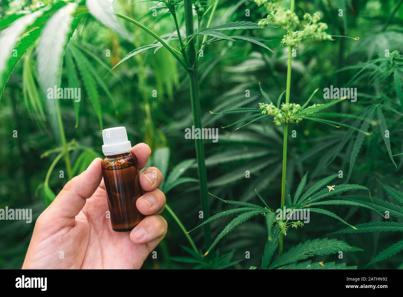 Agriculteur tenant la bouteille de Cannabidiol CBD en main dans le champ cultivé de cannabis Sativa, foyer sélectif Banque D'Images