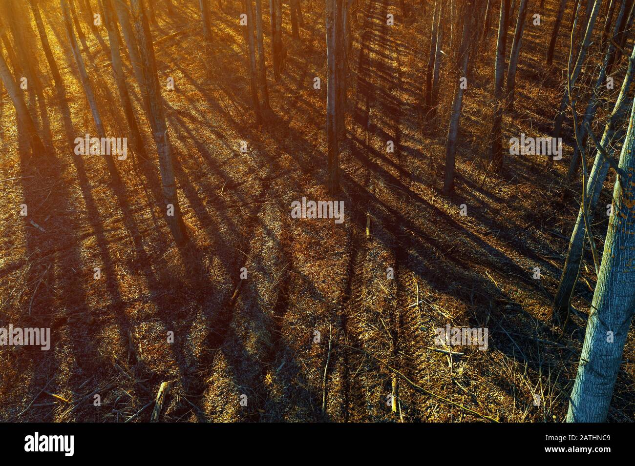 La bande de roulement des pneus marque dans la forêt, vue à angle élevé depuis drone pov Banque D'Images