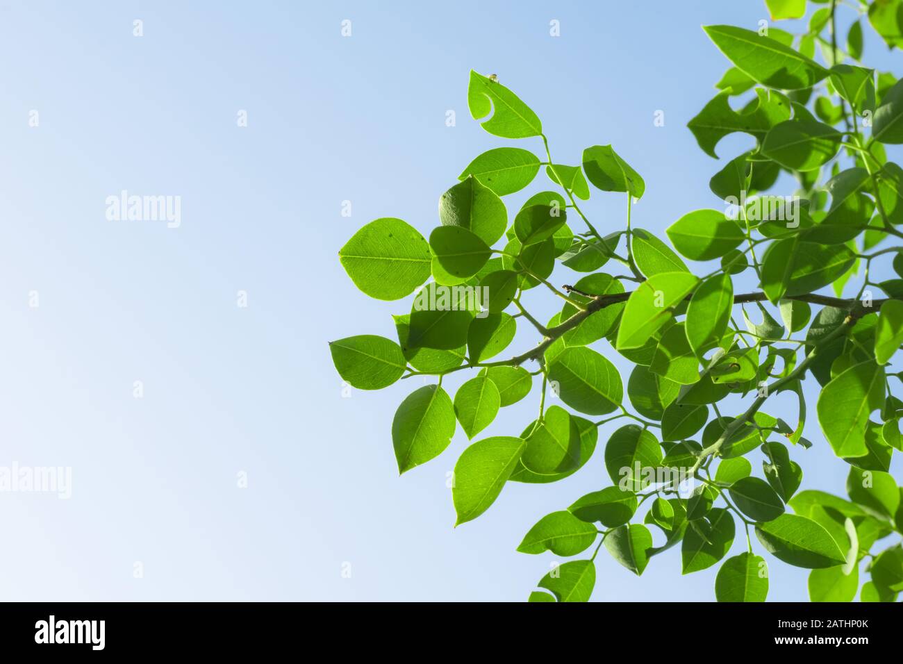 Gros plan de delbergia sisso ou de feuilles vertes de bois de rose indien sur un fond bleu et blanc. Banque D'Images