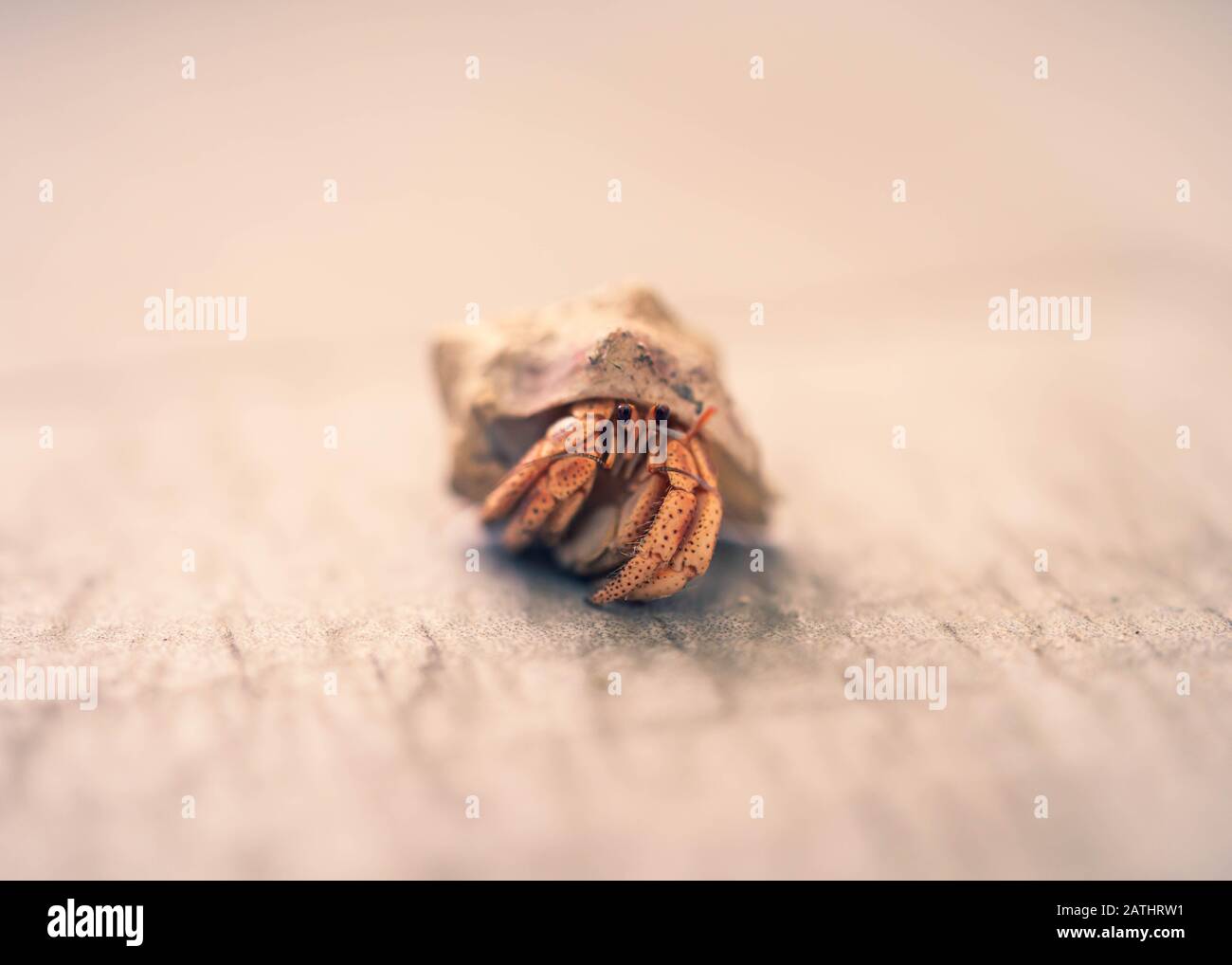 Gros plan sur la mer des Caraïbes Hermit Crab Rampant hors de Shell Banque D'Images