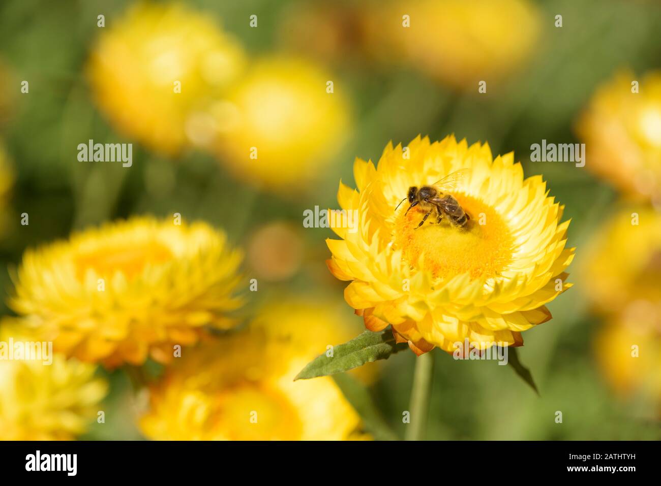 L'abeille au miel se nourrissant sur Bracteantha bracteata 'dargan Hill Monarch' Golden Eversating ou Strawflower Banque D'Images
