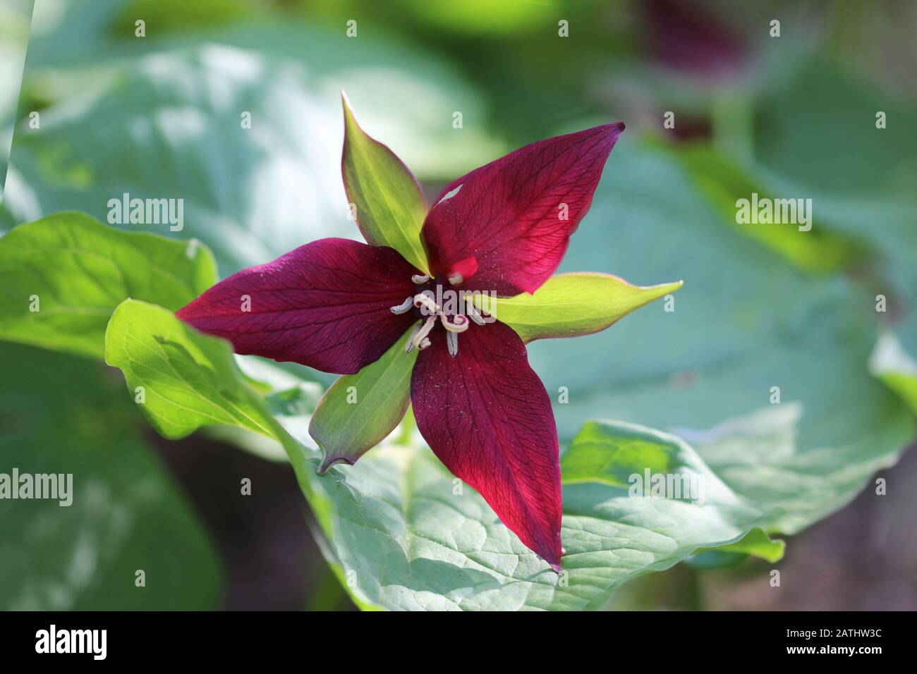 Trillium dans la forêt Banque D'Images