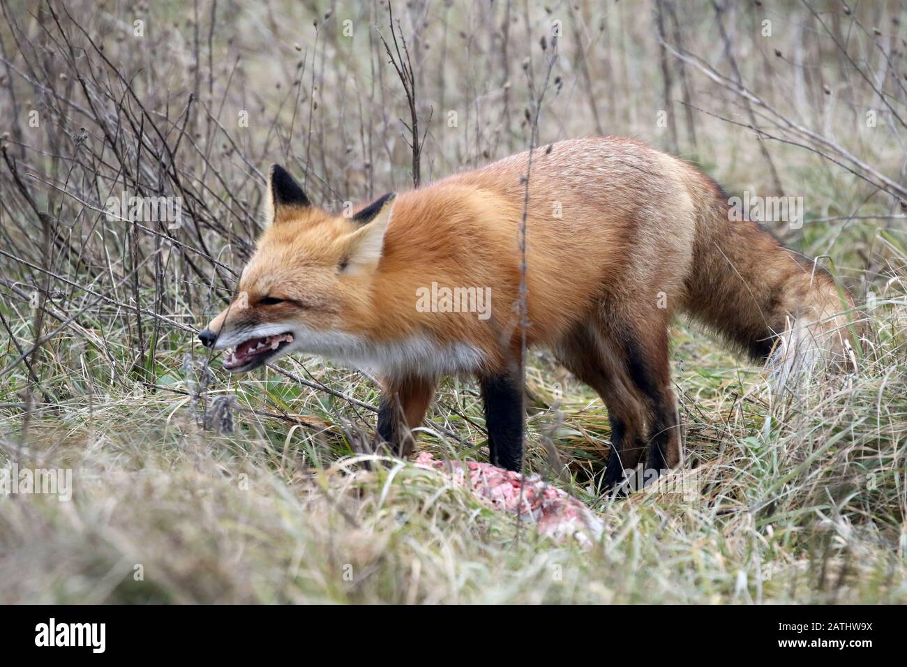 Red Fox dans les bois Banque D'Images