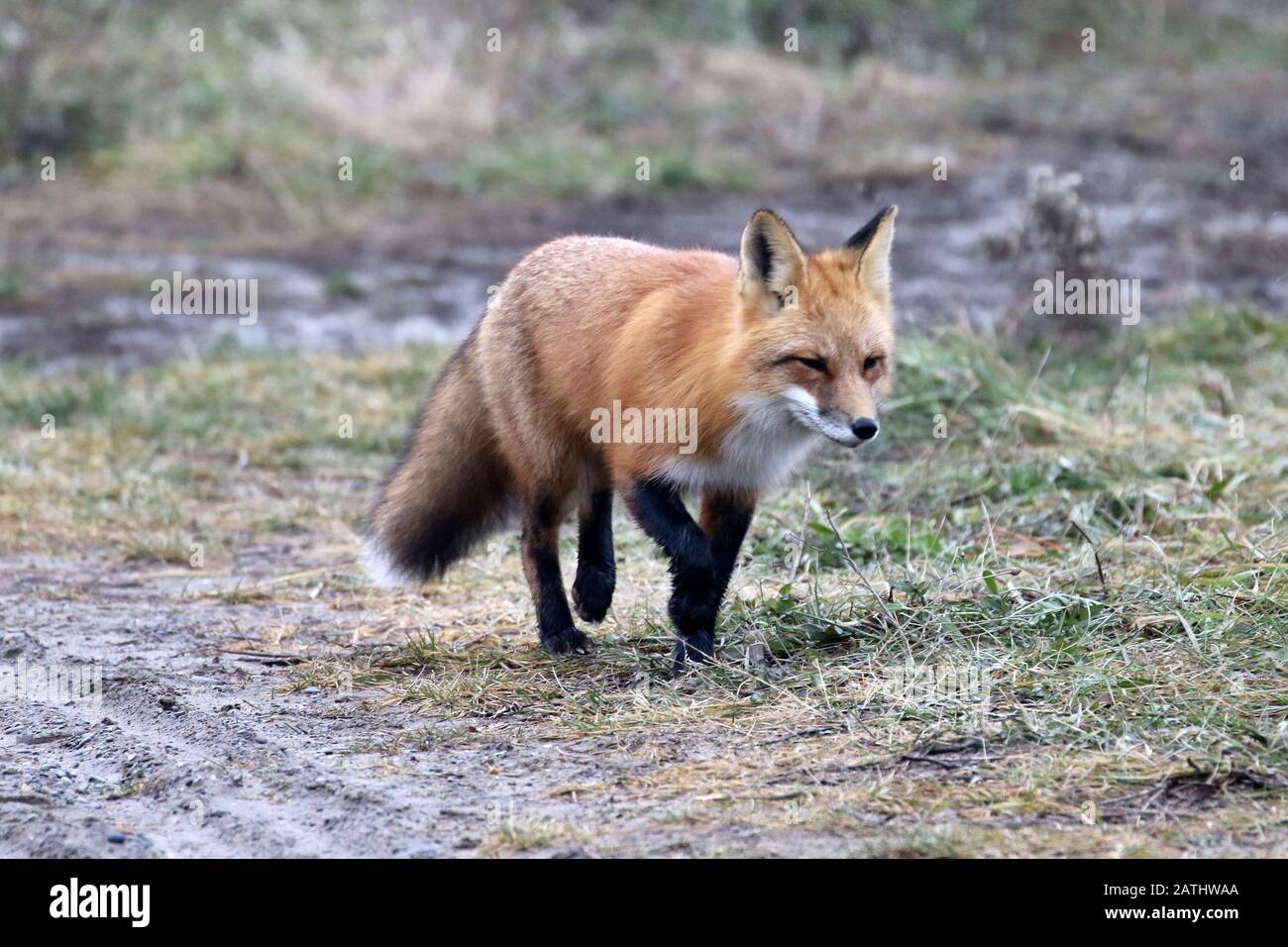 Red Fox dans les bois Banque D'Images