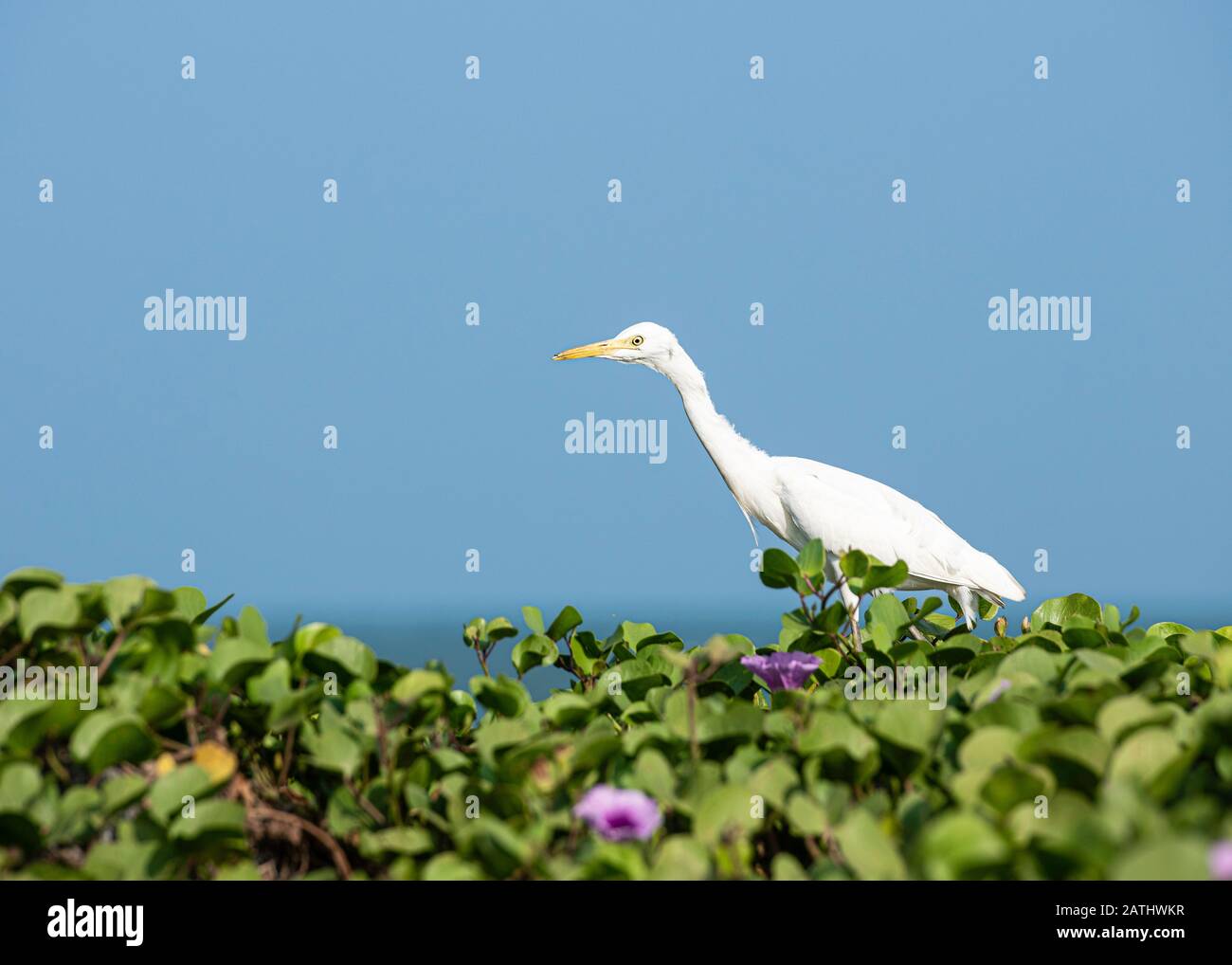 Grand Egret de l'est marchant dans une herbe et isolé dans le ciel bleu fond Banque D'Images