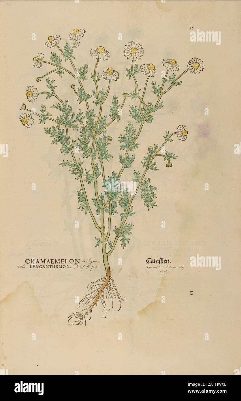 XVIe siècle, aquarelle, imprimé bois peint à la main d'une fleur de Chamaemelon levcanthemon Camillen, de Chamomile ou de chamomile du livre Leonhart Fuchs Banque D'Images