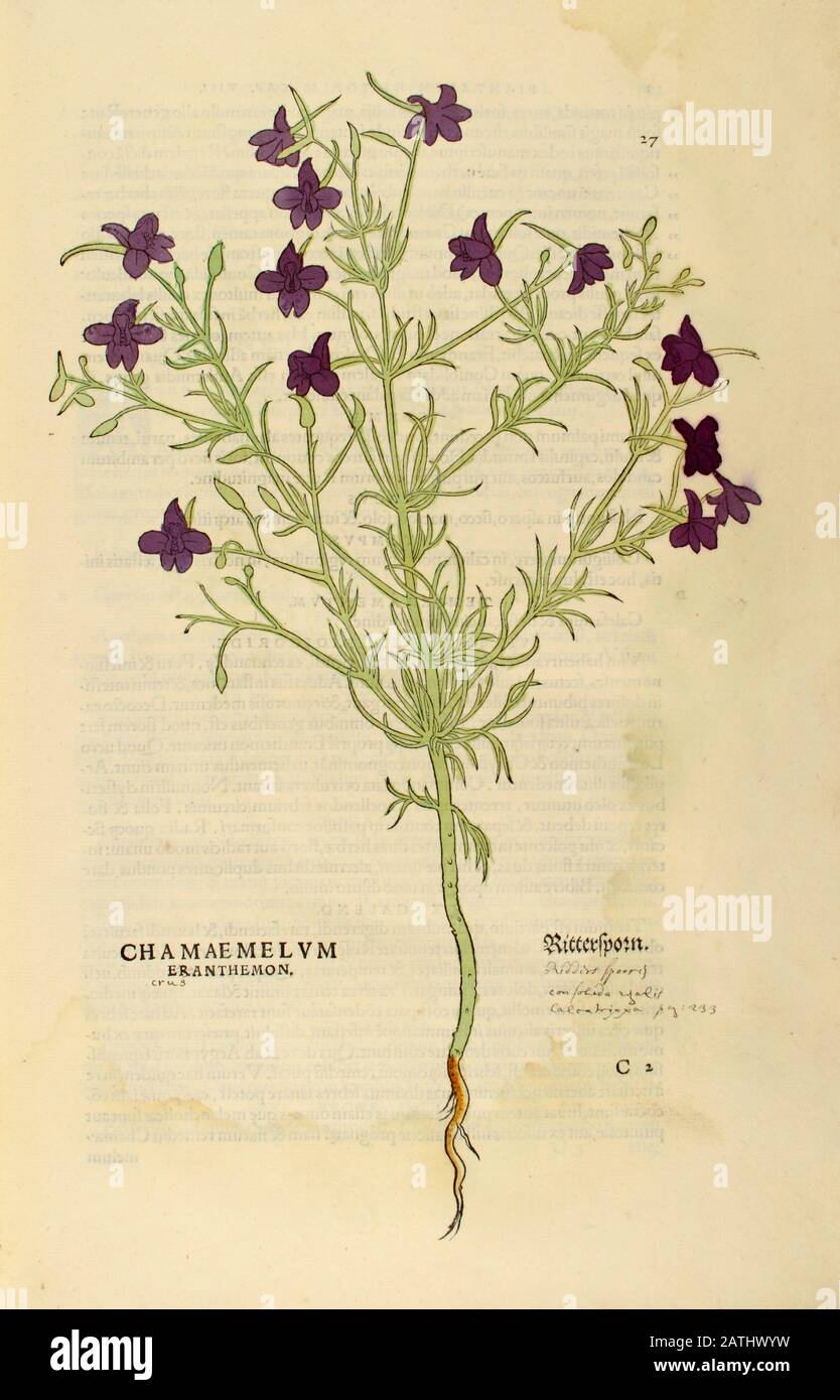 XVIe siècle, aquarelle, gravure de bois peinte à la main d'une fleur de chamaemelum eranthemon, Camillen, Chamomile ou camomille du livre Leonhart Fuchs Banque D'Images