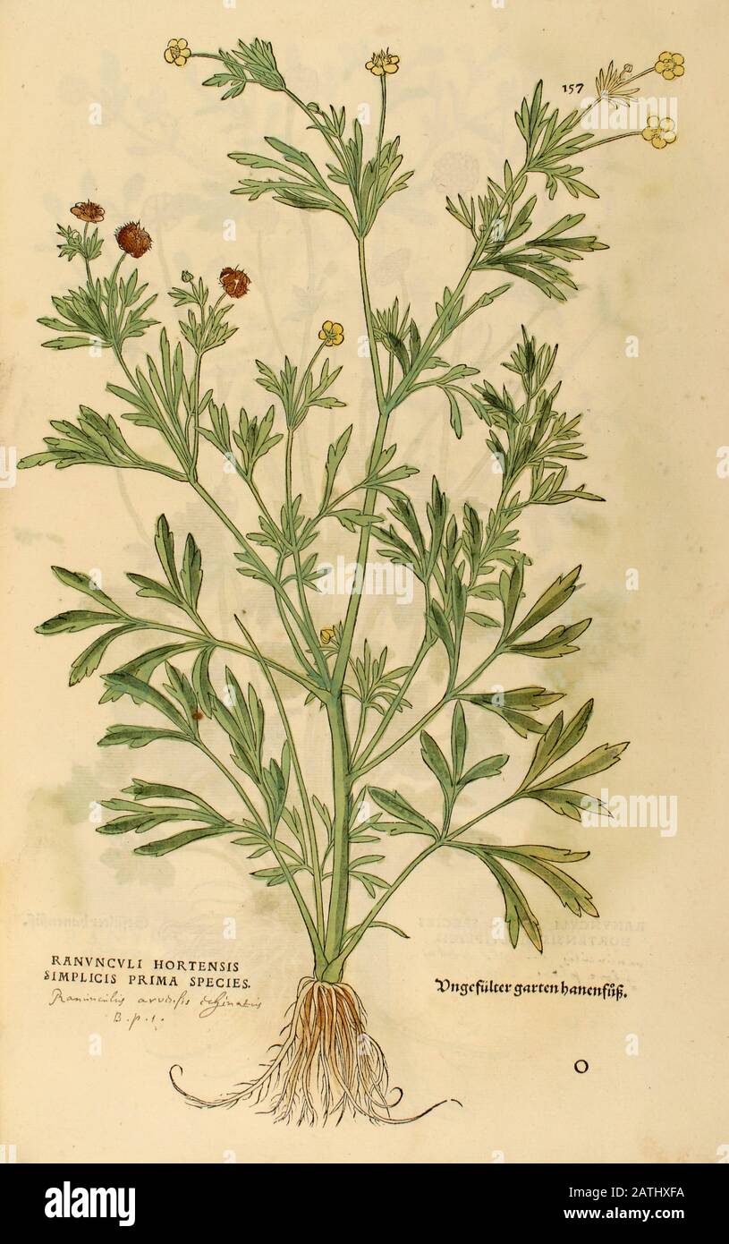 XVIe siècle, aquarelle, gravure peinte à la main d'un Bumbous buttercup (Ranunculus Hortensis) fleur de Leonhart Fuchs livre d'herbes: De Hi Banque D'Images