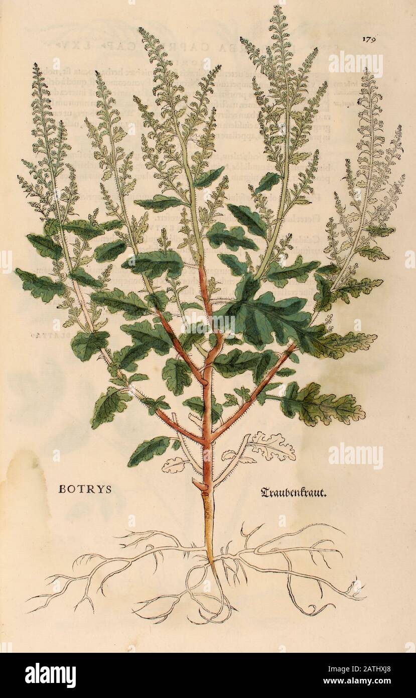 XVIe siècle, aquarelle, gravure de bois peinte à la main d'une plante de Botrys (Dysphania botrys, Chenopodium botrys, le chêne de Jérusalem ou goosefoot) de Banque D'Images