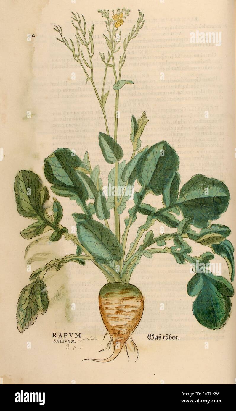 XVIe siècle, aquarelle, gravure peinte à la main d'une plante Ratum Sativum de Leonhart Fuchs livre d'herbes: De Historia Stirpium Commentarii Banque D'Images