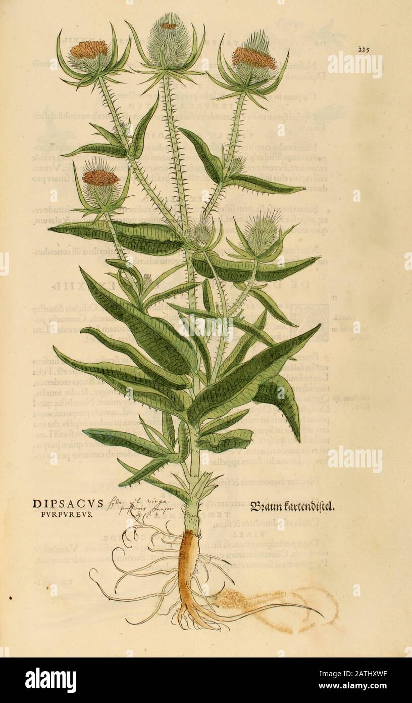 XVIe siècle, aquarelle, gravure peinte à la main d'une usine de Dipsacus purpureus (Braun Kartendistel) de Leonhart Fuchs livre d'herbes: De Hist Banque D'Images