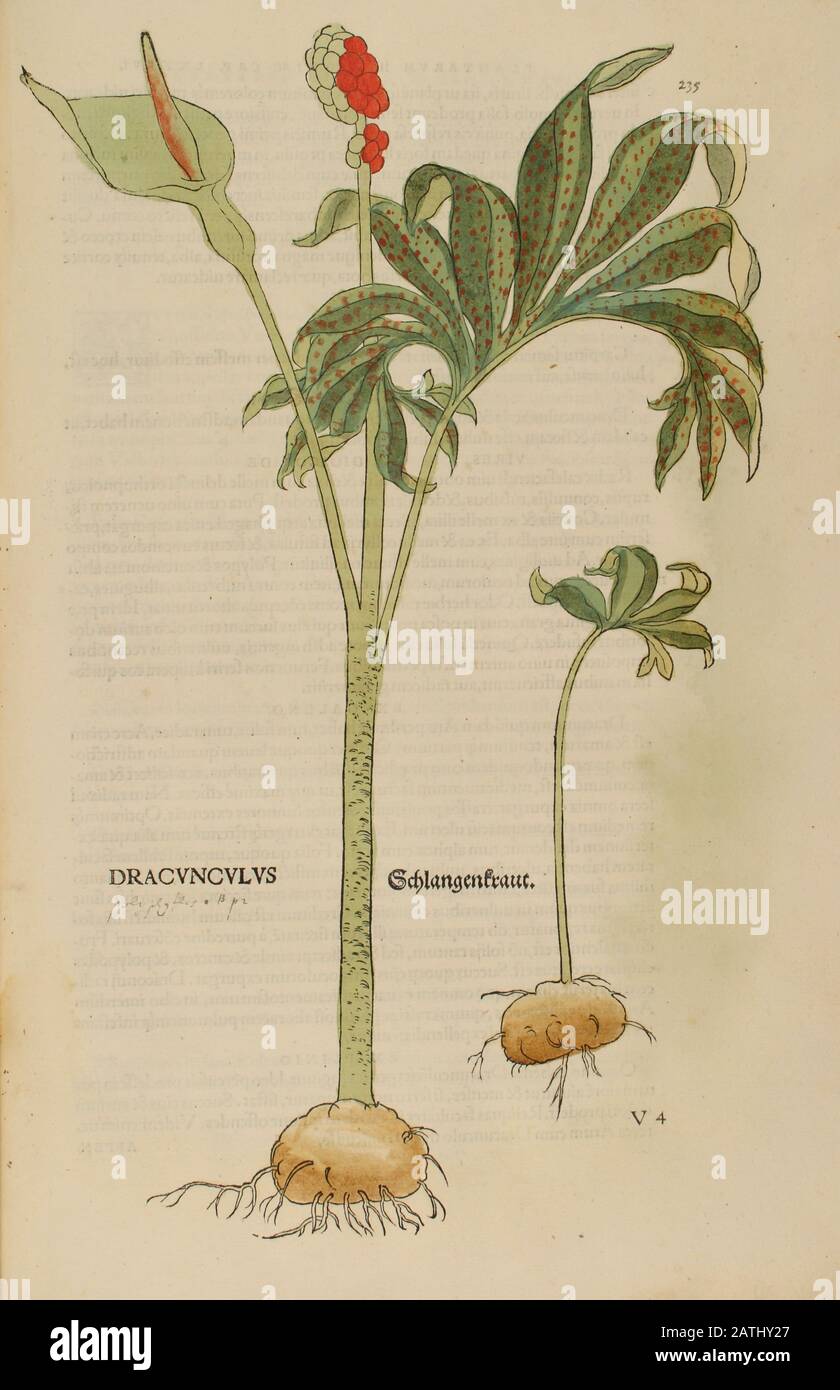XVIe siècle, aquarelle, imprimé bois peint à la main d'une plante Dracunculus Vulgaris (nénuphars dragon, arum dragon, arum noir) de Leonhart Fuch Banque D'Images