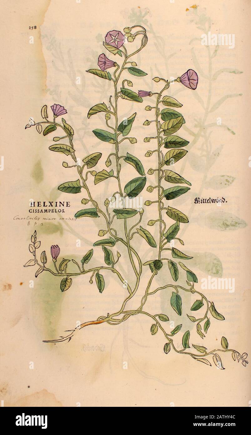 XVIe siècle, aquarelle, gravure de bois peinte à la main d'une plante de Field bindsweed (Convolvulus arvensis ou Helxine cissampelos) de Leonhart Fuchs b Banque D'Images