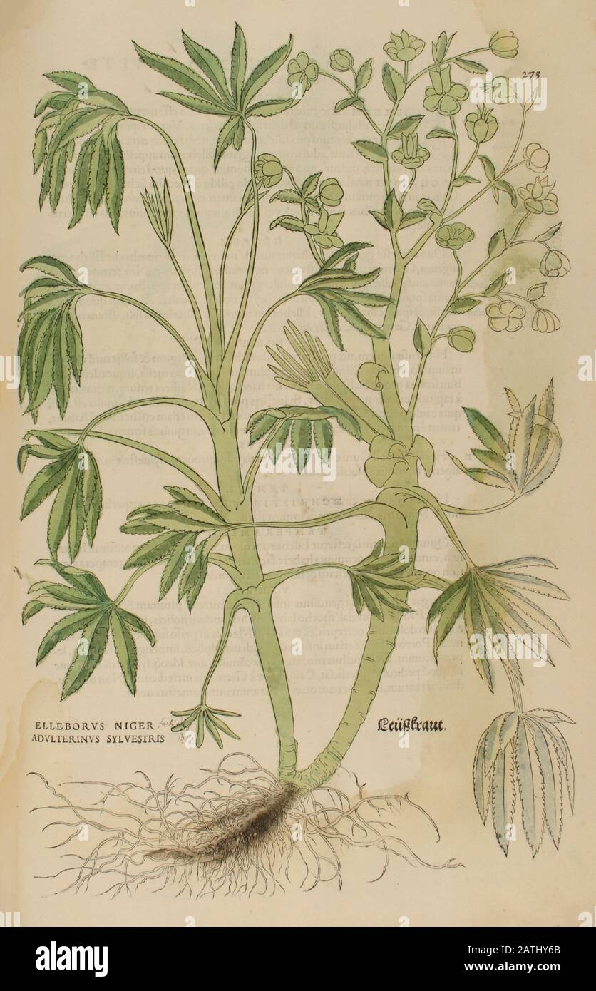 XVIe siècle, aquarelle, gravure peinte à la main d'une usine Helleborus niger (rose de Noël ou hellebore noir) de Leonhart Fuchs livre de h Banque D'Images
