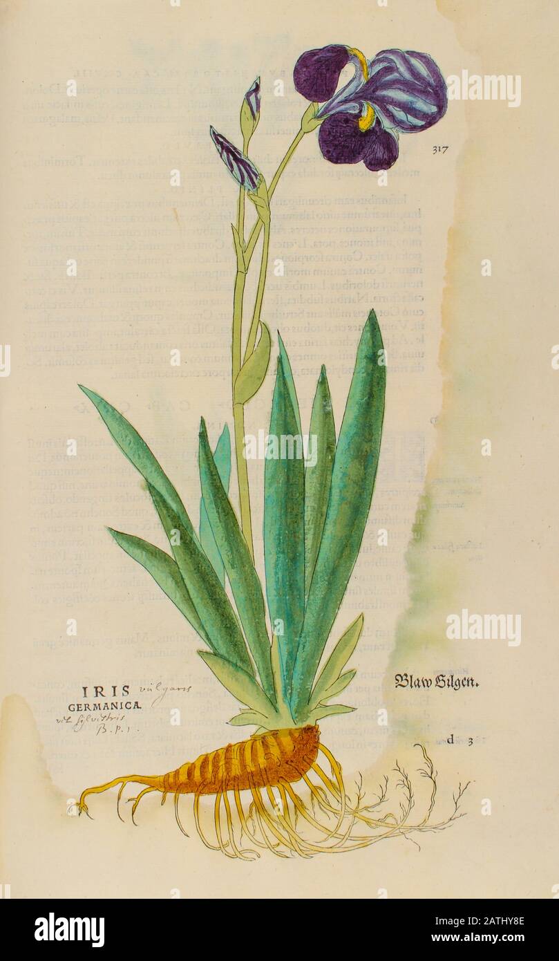XVIe siècle, aquarelle, gravure peinte à la main d'une usine Iris × germanica (iris barbu ou iris barbu allemand) de Leonhart Fuchs bo Banque D'Images
