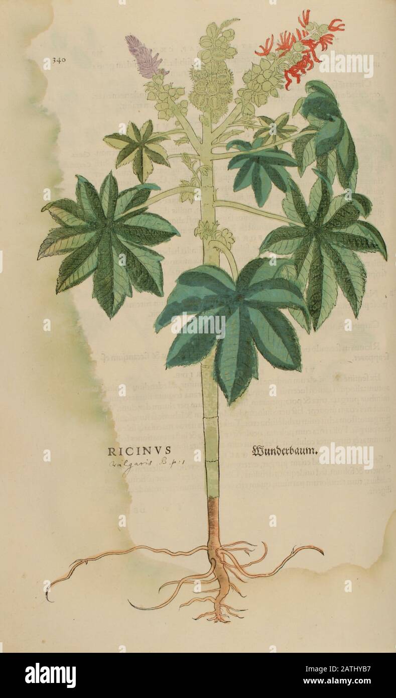 XVIe siècle, aquarelle, gravure de bois peinte à la main d'un Ricinus communis, de la graine de caste ou de l'huile de caste, du livre d'herbes Leonhart Fuchs Banque D'Images