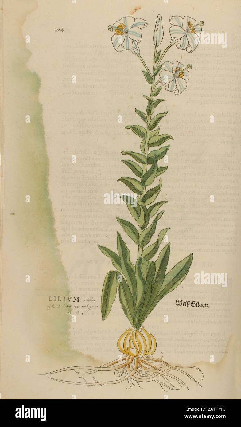 XVIe siècle, aquarelle, peinture à la main imprimé bois d'une plante de Lilium de Leonhart Fuchs livre d'herbes: De Historia Stirpium Commentarii Insigne Banque D'Images