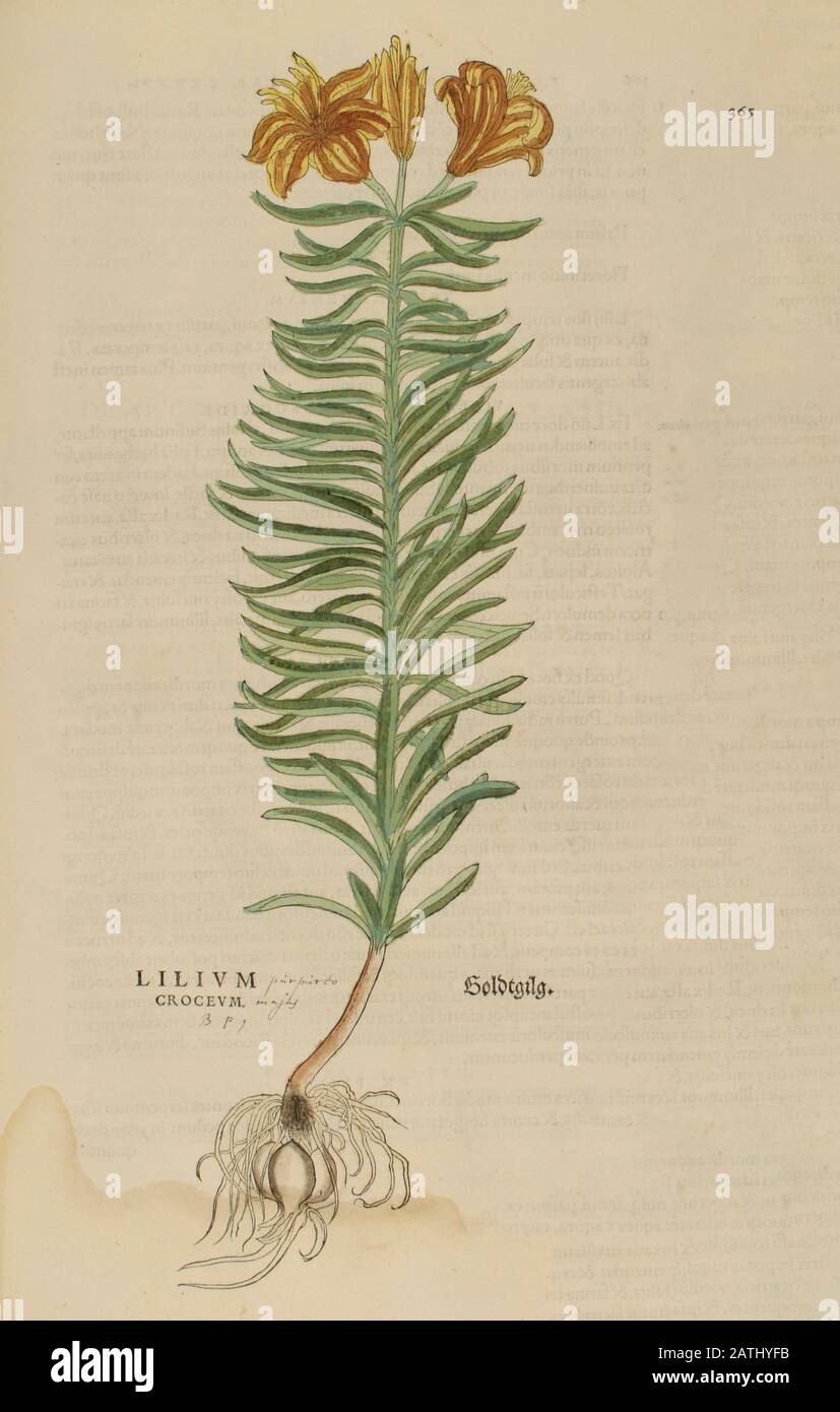 XVIe siècle, aquarelle, peinture à la main imprimé bois d'une plante de Lilium de Leonhart Fuchs livre d'herbes: De Historia Stirpium Commentarii Insigne Banque D'Images