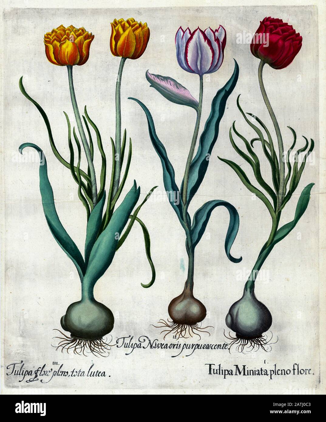 Impression sur cuivre peint à la main de diverses tulipes de Hortus Eystettensis un codex produit par Basilius Besler, en 1613 le jardin de l'évêque d'E Banque D'Images