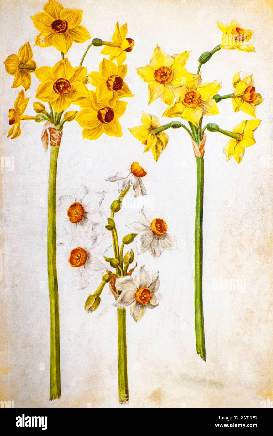 Peinture à l'aquarelle du XVIIe siècle d'une tazetta Narcisse (paperwhite, narciscos à fleurs de bouquet, daffodil à fleurs de bouquet) de Livre des Tulipes (Livre o Banque D'Images