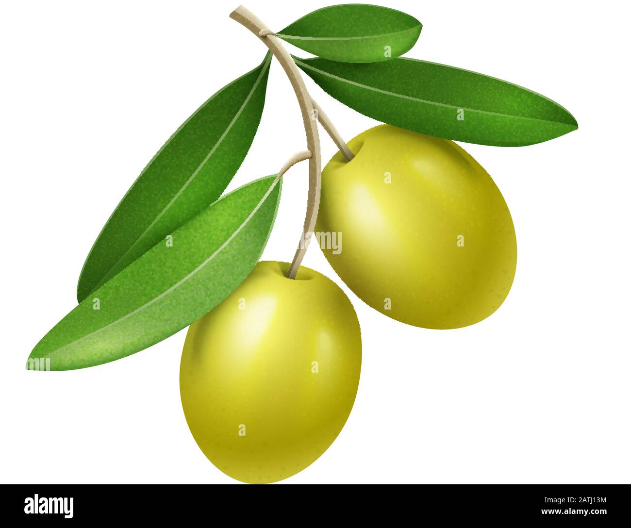 Branche d'olive réaliste vectoriel avec deux olives vertes Illustration de Vecteur