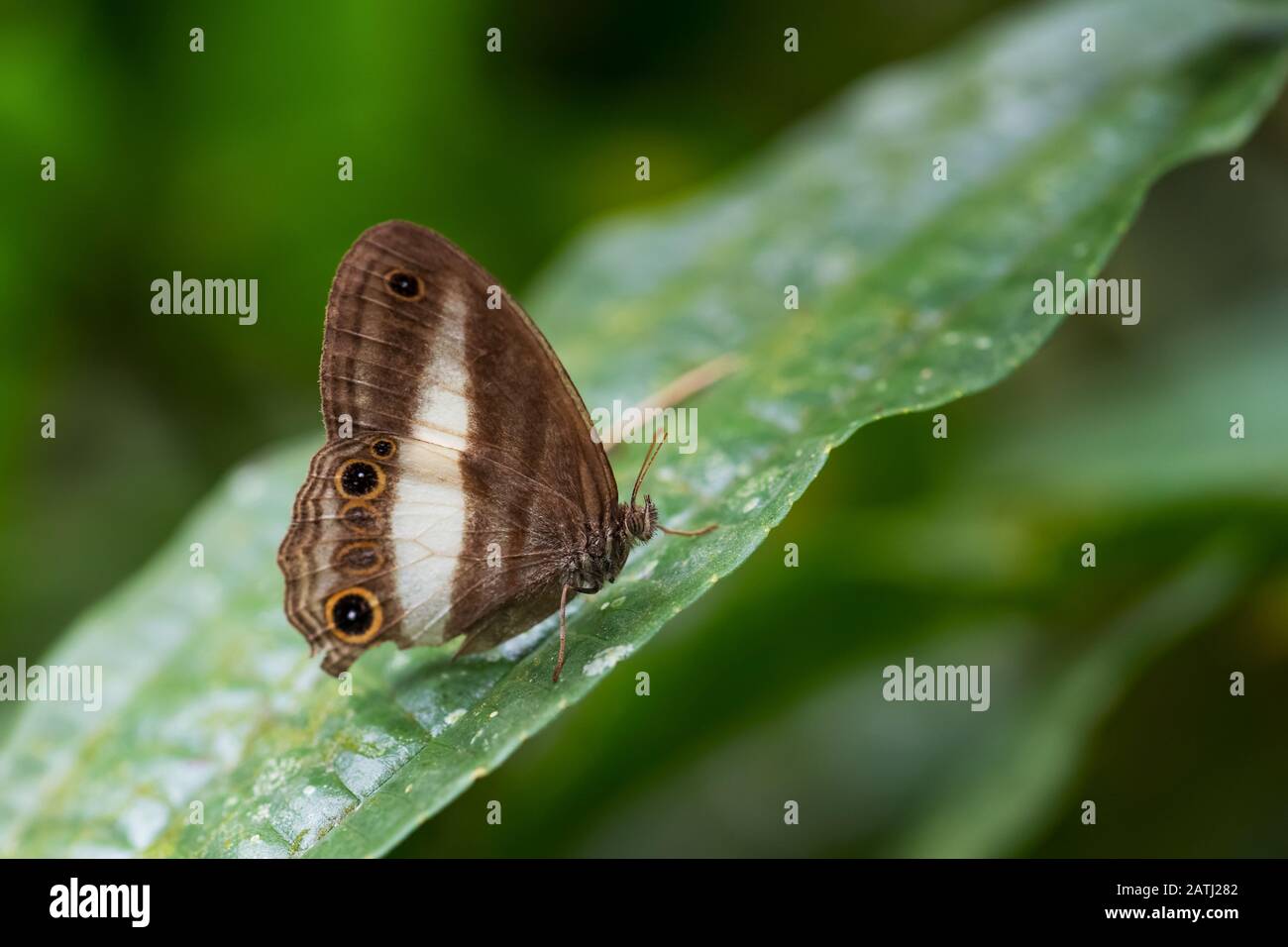 Le butterflie de Satyrid - Euptychoides albofasciata, beau papillon brun et blanc des forêts d'Amérique du Sud, les pentes andines de l'est, le Sumaco sauvage Banque D'Images