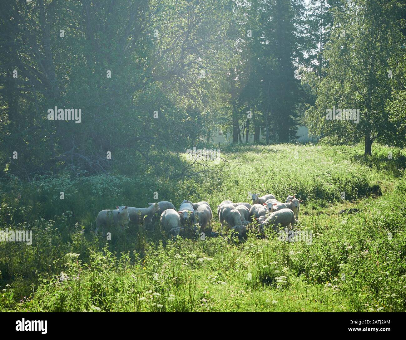 Moutons et agneaux sur un pré avec herbe verte. Troupeau de moutons en rayons du soleil sur fond vert d'été. Banque D'Images