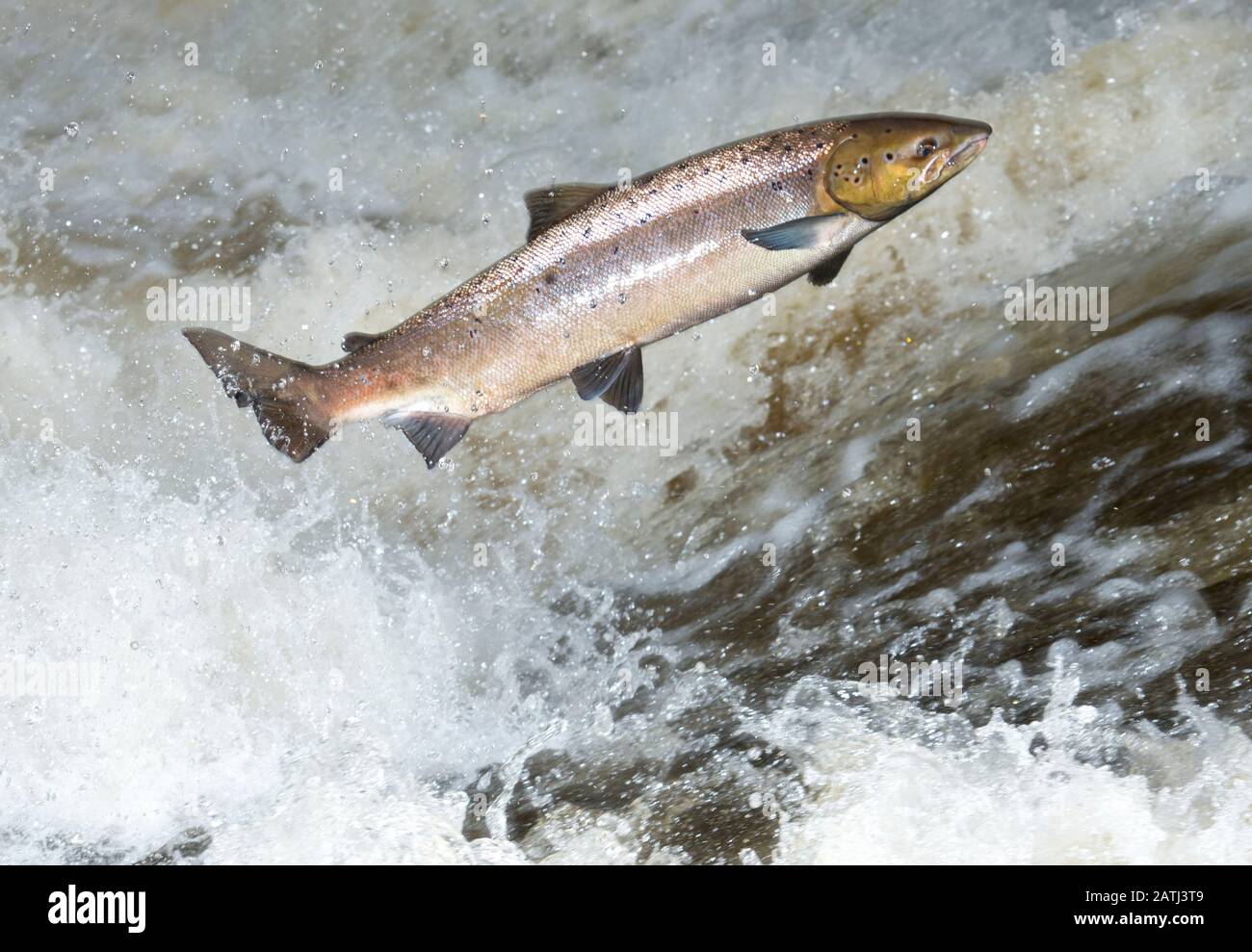 Cette femelle de saumon atlantique, Salmo salar, essayait de sauter au-dessus d'une cascade dans une rivière écossaise. Dynamique et spectaculaire. Banque D'Images