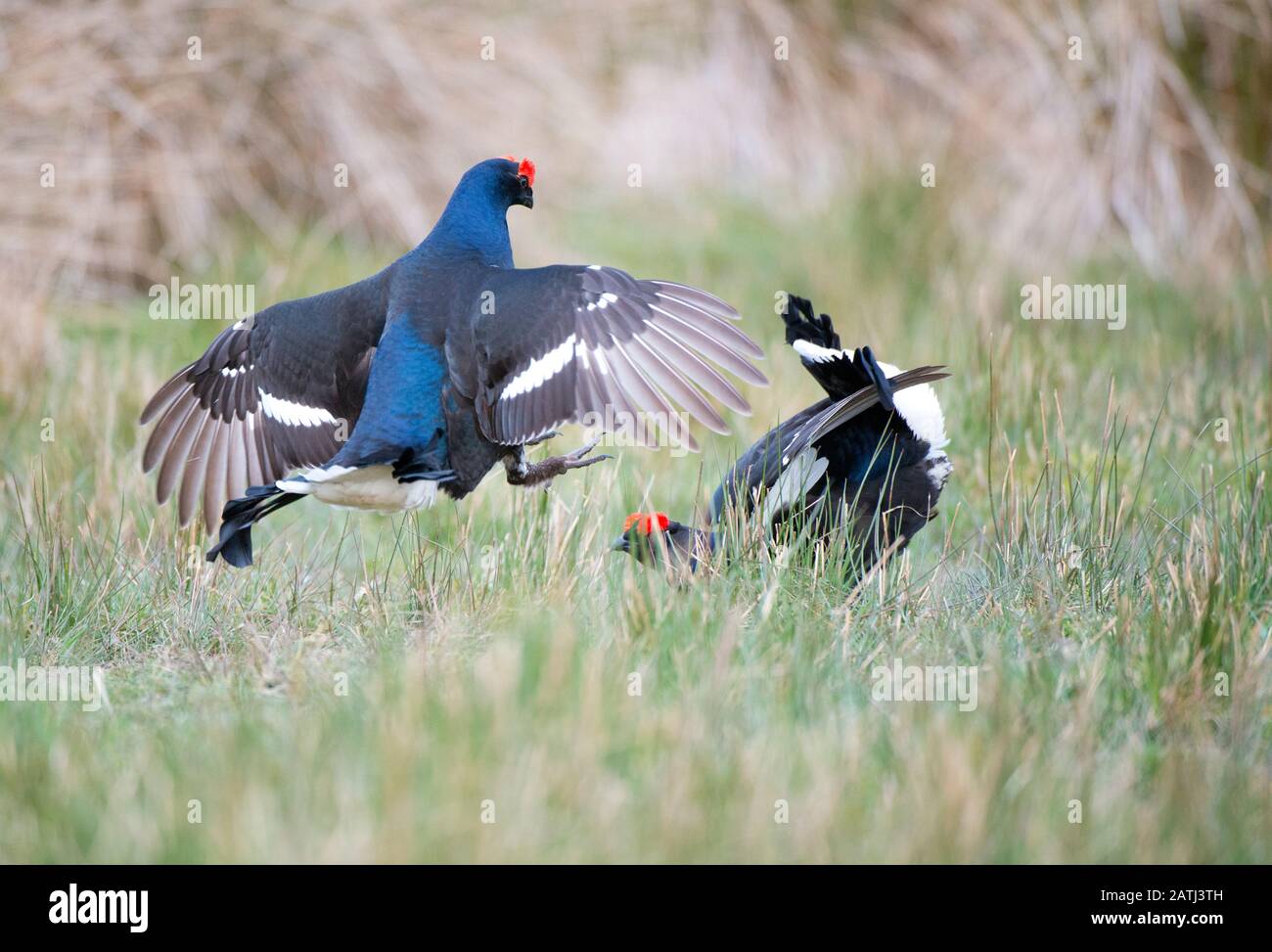 Blackcock, Grouse noir, lutte au lek, Ecosse. Banque D'Images