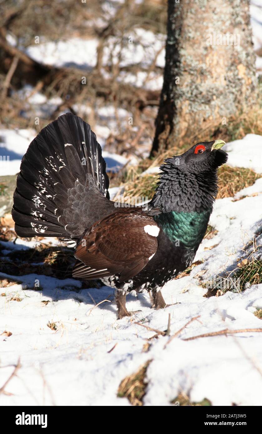 Un Cock Capercaillie s'affiche au lek après une chute de neige en Écosse. Banque D'Images