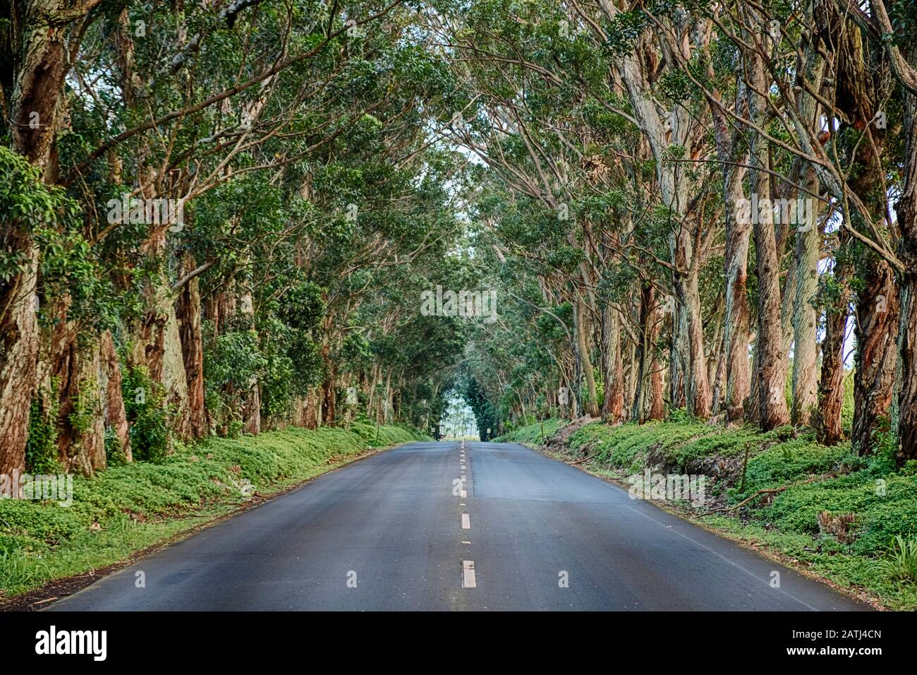 Le tunnel arboré est une longue rangée d'arbres d'eucalyptus le long du premier kilomètre de Maliuhi Road et qui créent une porte naturelle vers la rive sud de Kauai. Banque D'Images