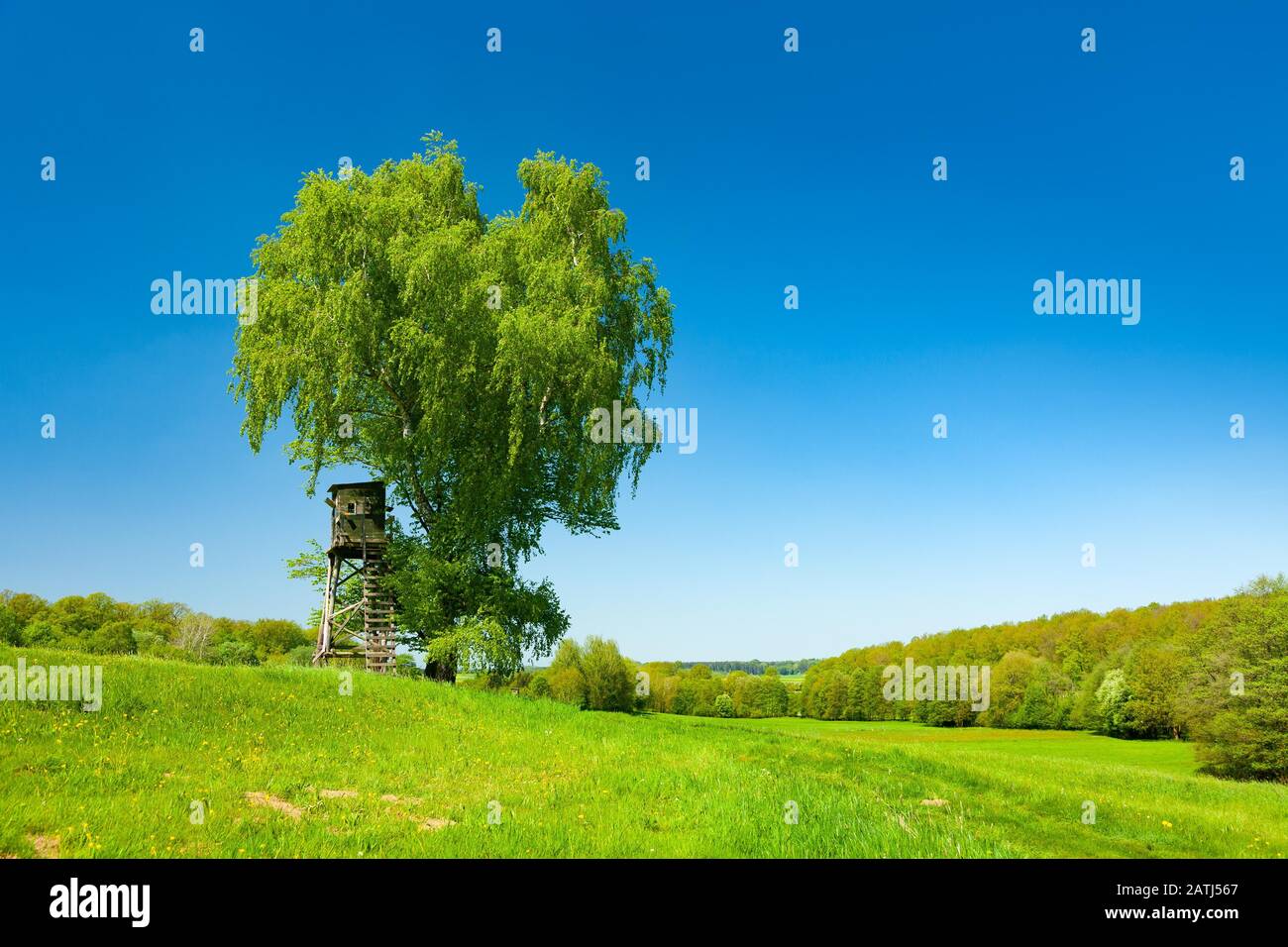 Paysage au printemps, Birch solitaire (Betula) et chasseurs aveugles sur la prairie verte, ciel bleu, Reinhardswald, Hesse, Allemagne Banque D'Images