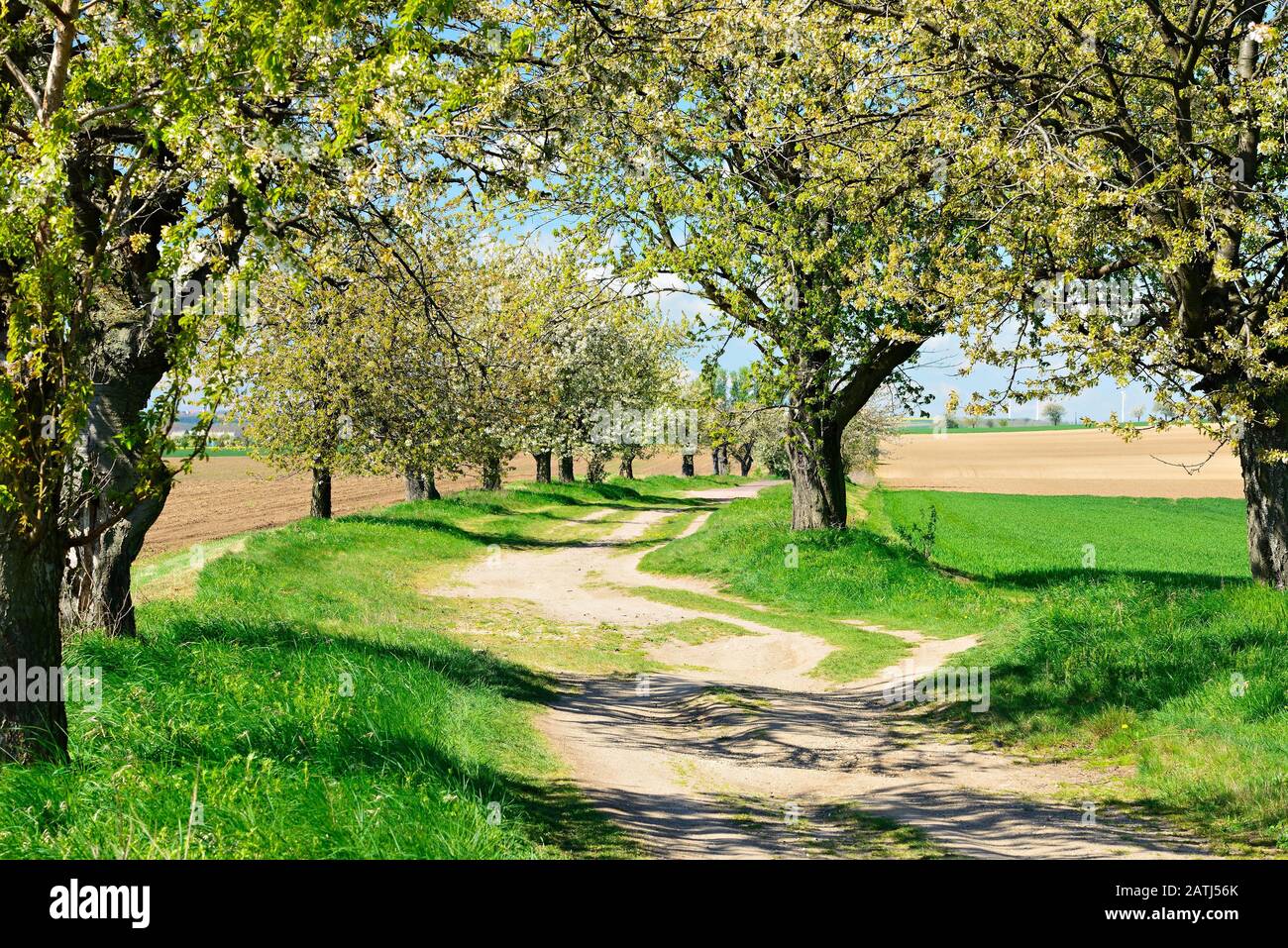 Paysage culturel, sentier avec cerisiers en fleurs (Prunus) à travers les champs au printemps, ciel bleu avec nuages, près de Sandersleben Banque D'Images