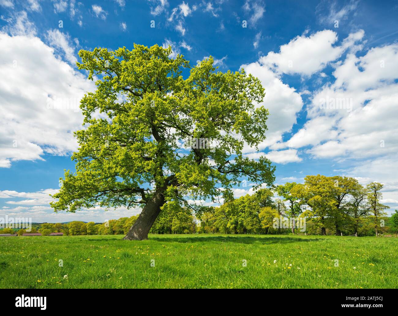 Paysage culturel au printemps, Old Crooked Hat Oak (Quercus) sur la prairie verte, ciel bleu avec nuages, Reinhardswald, Hesse, Allemagne Banque D'Images