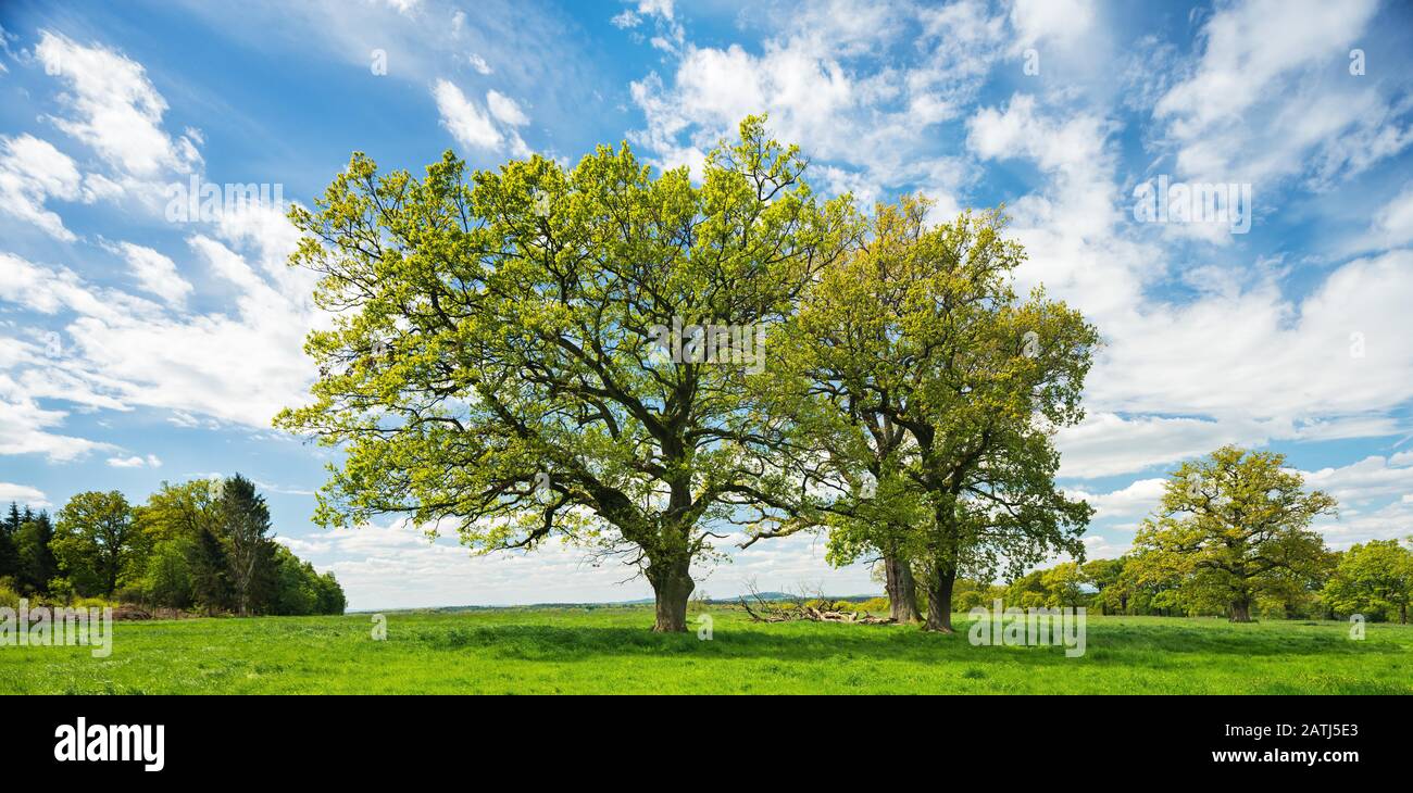 Paysage culturel au printemps, Old Oaks (Quercus) sur la prairie verte, ciel bleu avec nuages, Reinhardswald, Hesse, Allemagne Banque D'Images