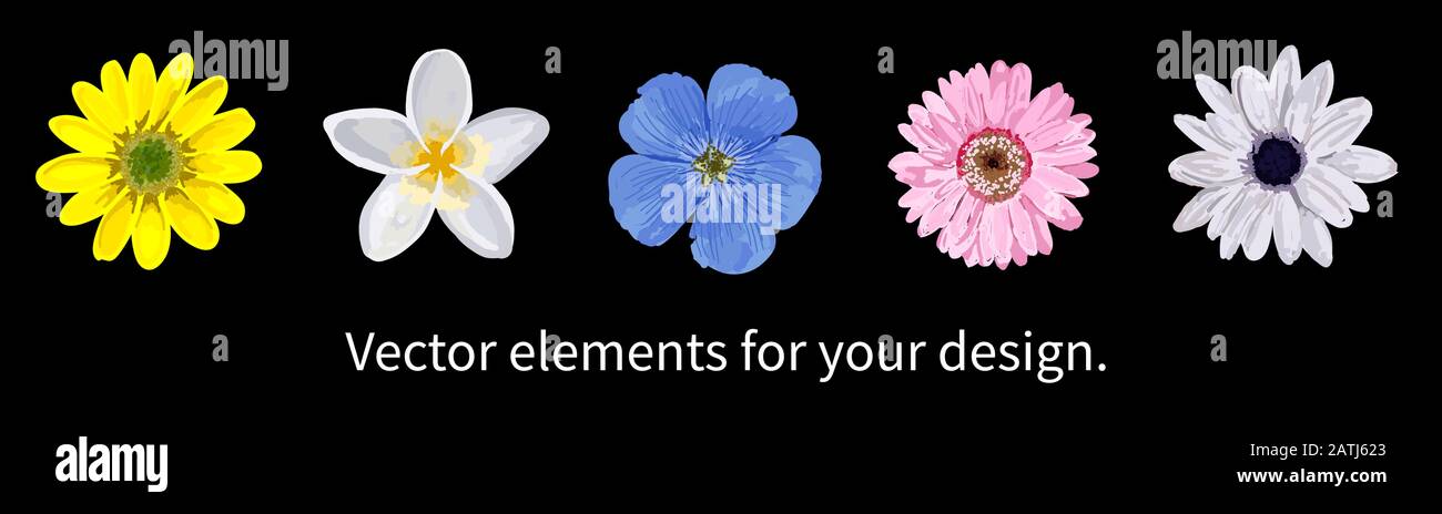 Fleurs isolées réalistes. Fleurs vectorielles. Camomille, gerbera, fleurs bleues et roses. Éléments pour la création de cartes postales et de motifs. Illustration de Vecteur