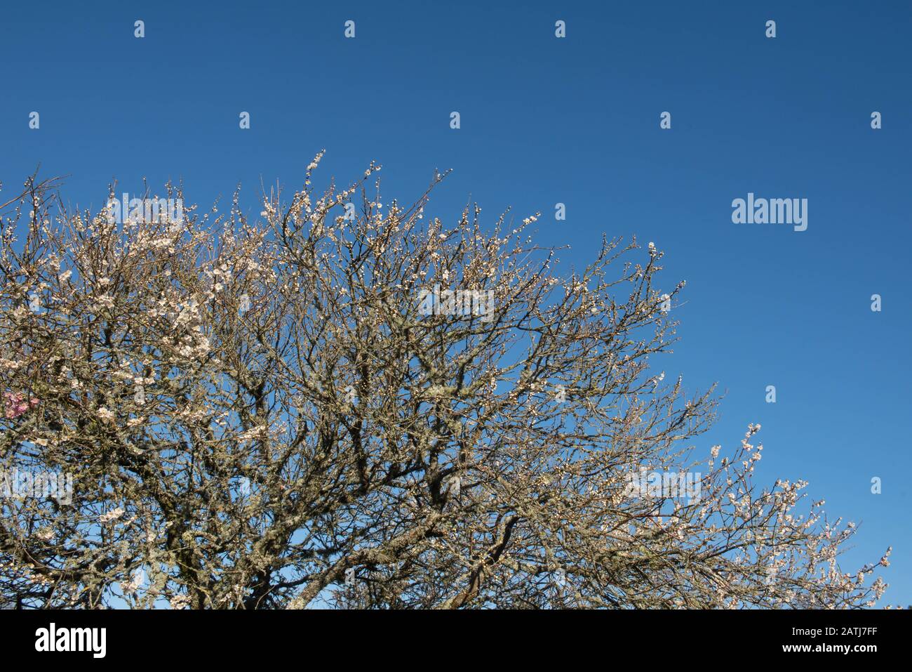 Winter Blossom of an Ornamental Japanese Apricot Tree (Prunus mume 'Omoi-no-mama') with a Bright Blue Sky Background in a Garden in Devon, England, UK Banque D'Images
